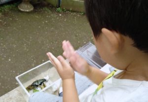 あおむしブリーダー